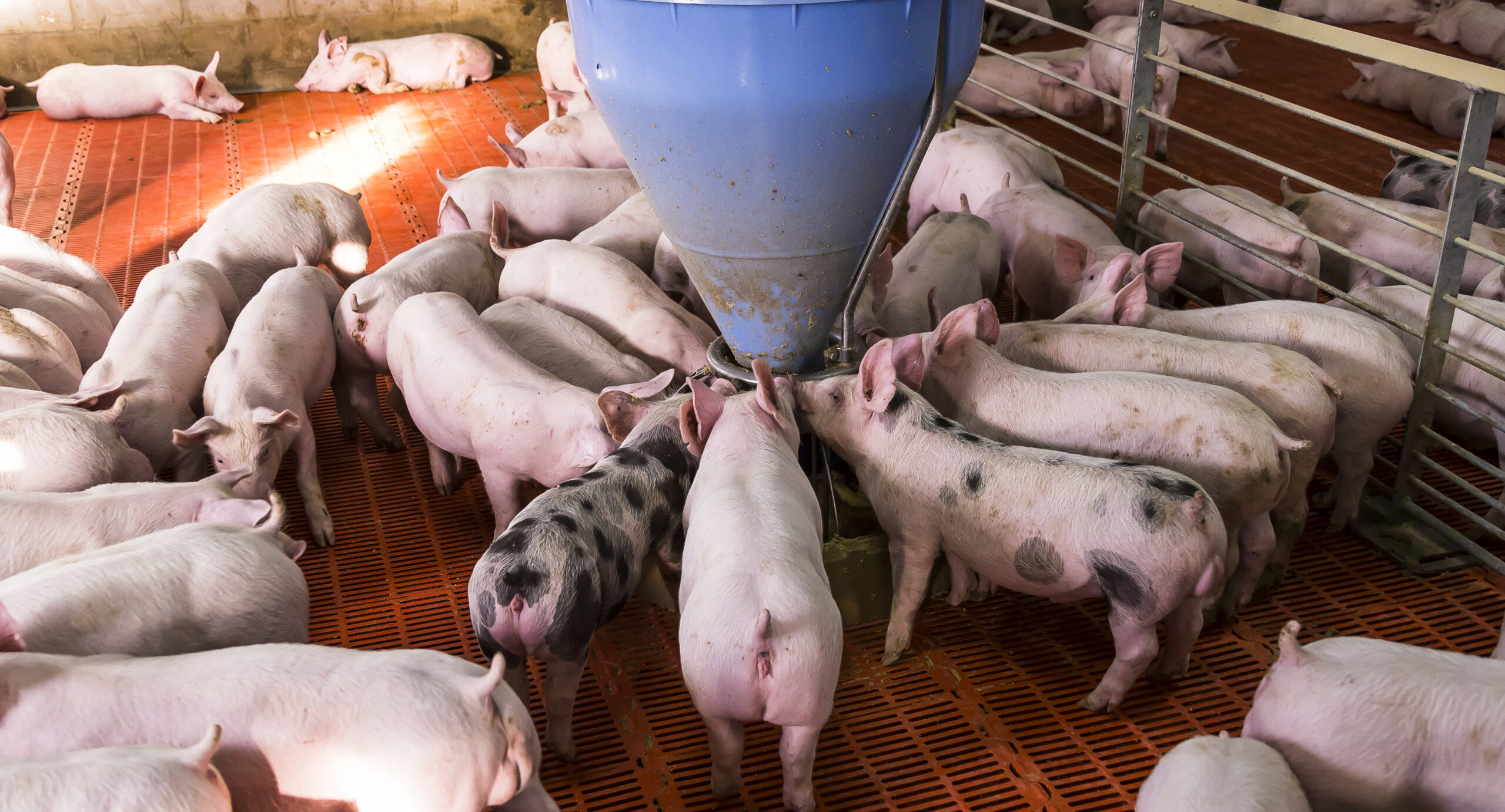 Pigs eating from a trough